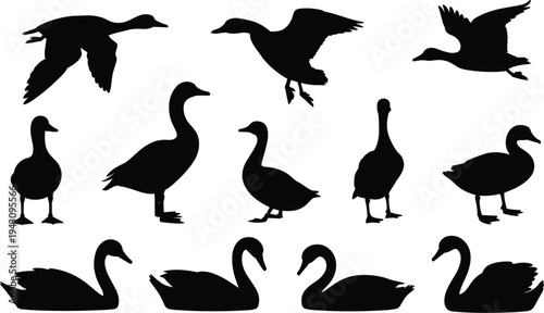 Silhouettes of Ducks Geese and Swans in Various Poses on White Background goose bird