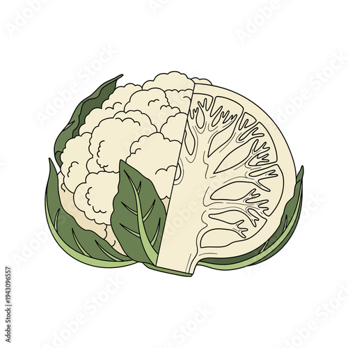 Detailed illustration of a whole cauliflower cut in half, showing its intricate internal structure and florets.