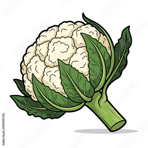 Vibrant illustration of a fresh white cauliflower with green leaves and stem, ready for cooking.
