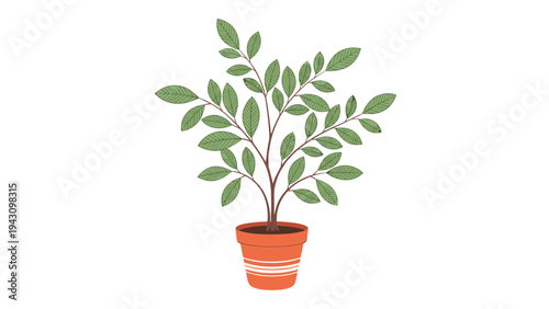 Potted plant with lush green leaves grows inside a classic terracotta container featuring decorative white stripes on a clean white background.