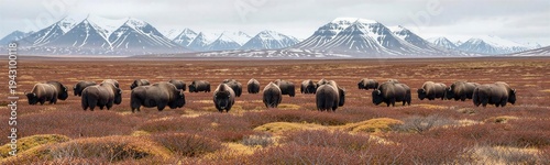 A Herd of Bison Roaming the Vast Landscape of Iceland