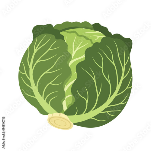 Fresh green cabbage head with visible leaves and light stem base on a white background, depicted in a simple graphic style.
