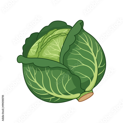 A vibrant green head of fresh cabbage with visible leaves and stem, depicted as a cartoon illustration on a white background.