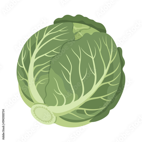 A fresh green cabbage head with visible leaf veins, ready for culinary use in various healthy dishes.
