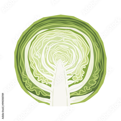 A detailed illustration of a green cabbage or lettuce head cut in half, revealing its intricate internal leaf structure and core.