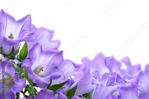 Studio shot of light purple campanula bluebell flowers isolated on pure white or transparent background