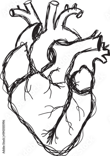 Hand drawn anatomical human heart illustration with detailed arteries and veins in black ink sketch