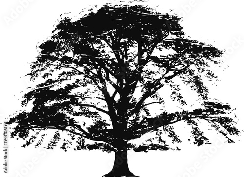 Large silhouette of a spreading tree with dense foliage and thick trunk isolated on white background