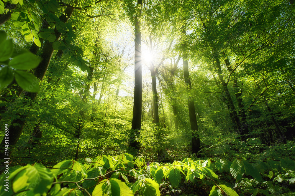 Obraz premium Uplifting forest view with green beech trees illuminated by beams of beautiful sunlight. A tranquil landscape shot of a nice spring day with the sun in the woodlands.