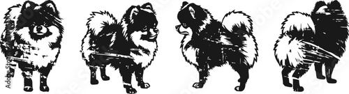 pomeranian dog poses showing fluffy coat, curled tail, and compact body silhouette