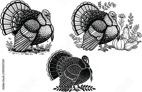 Vintage engraving style turkey illustration set, detailed wild turkey with feathers spread, Thanksgiving harvest theme, black and white farm bird clipart collection isolated