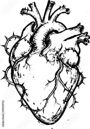 Anatomical heart illustration with thorny vines wrapped around vessels and arteries detailed sketch