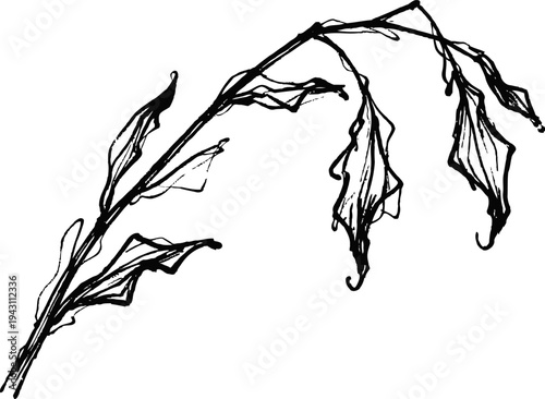 Delicate black ink sketch of a thin branch with sparse elongated leaves in minimalistic