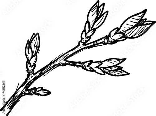 Sketch of willow branch with young leaves and buds hand drawn botanical illustration, spring growth, nature elements