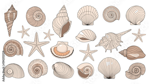 Diverse collection of seashells and starfish illustrations presented in a grid layout with fine details and subtle colors for marine.