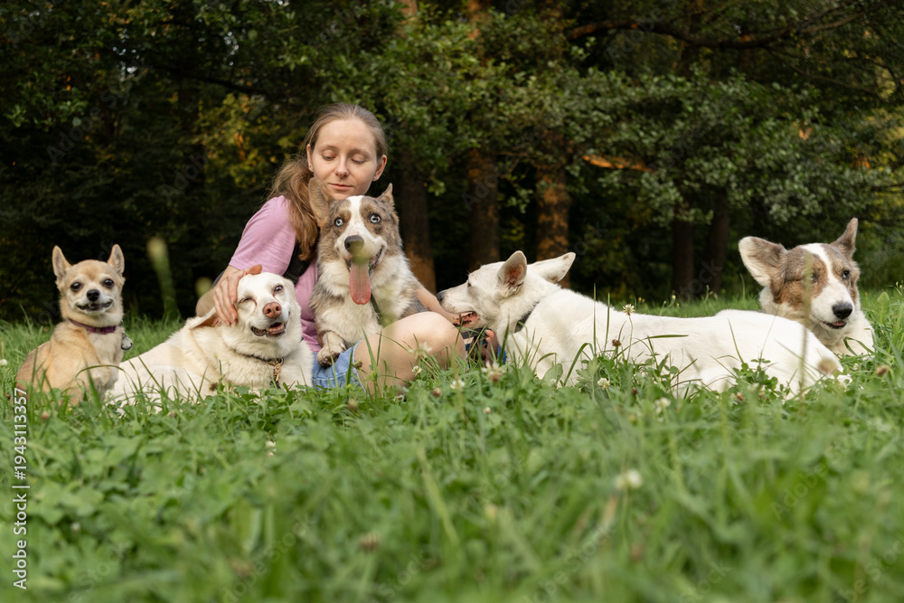 Obraz premium Professional dog walker young woman with pack of dogs is sitting on green grass and enjoying walk with animals. training and upbringing and care of pets. dogs from the shelter.