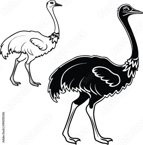 ostrich vector illustration