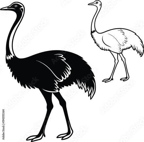 ostrich vector illustration