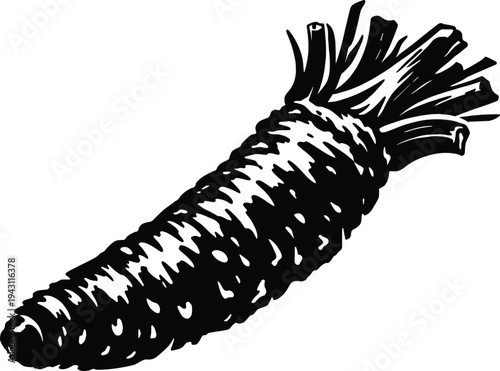 Wasabi Root Illustration, Japanese Spice Plant Hand Drawn Vintage Style.