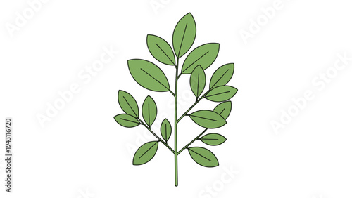 Simple illustration of a green leafy branch with multiple small oval leaves, isolated on a white background for versatile design use.