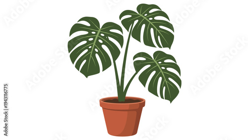 Healthy monstera deliciosa plant with large characteristic perforated leaves growing in a simple terracotta pot against a white background.