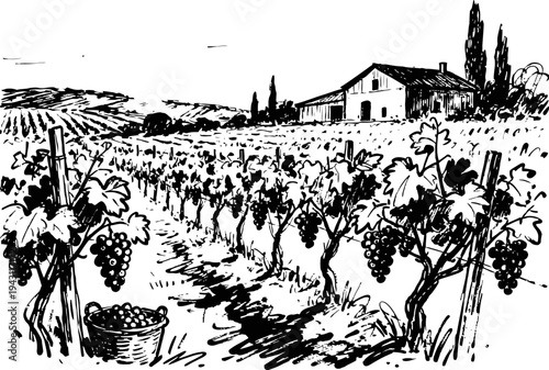 Vineyard landscape with grapevines and house agricultural field with grape harvest basket and rows of vines