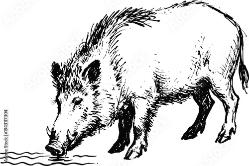 Wild boar drinking water hand drawn woodland animal sketch, forest wildlife, natural habitat illustration
