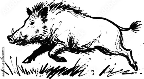 Running wild boar illustration with sketch black ink drawing on white background