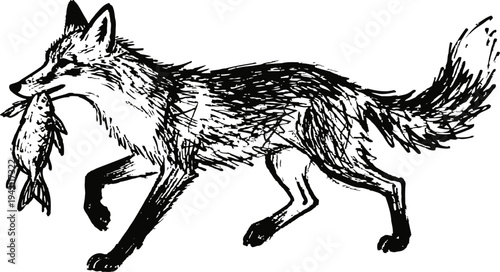Fox carrying fish in mouth walking with raised paw wild animal hunting and survival in nature