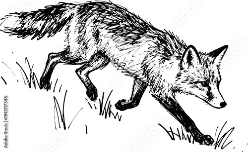 fox walking through grass wild animal sketch, realistic nature drawing, detailed fur texture landscape wildlife