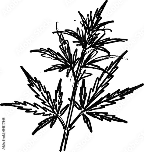 Cannabis plant illustration with serrated leaves and branching stems detailed botanical drawing