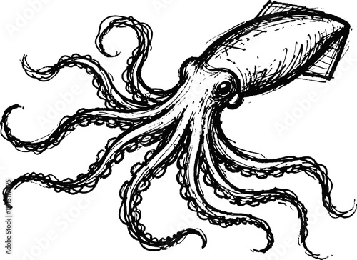 Vintage squid illustration with detailed tentacles and mantle in black ink drawing