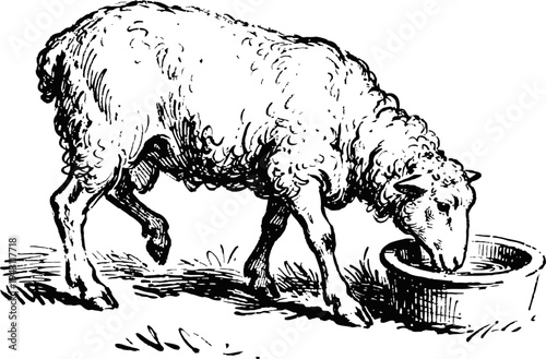 Illustration of a sheep drinking from a bowl, black and white vintage farm animal drawing