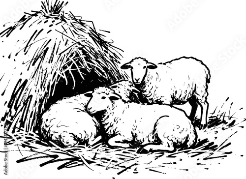 Sheep resting near a haystack three farm animals relaxing on straw outdoors rural scene illustration