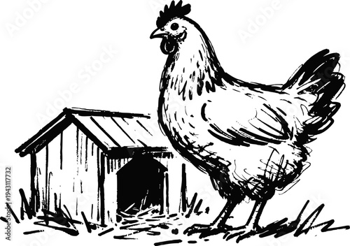 Chicken standing near rustic henhouse with grass, countryside farm animal sketch drawing