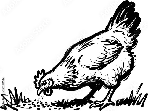 Hen pecking grain on the ground, black and white vintage farm animal illustration