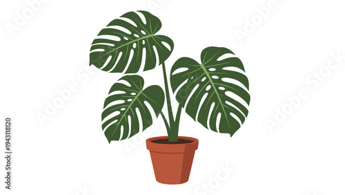 Green monstera deliciosa plant with large split leaves growing in a terra cotta ceramic pot on a clean white background.