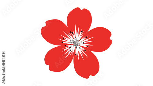 Single vibrant red flower blossom with five petals and detailed black and white center stamens on a plain white background.