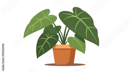 Potted plant with large dark green heart-shaped leaves growing in a terracotta pot, providing a natural touch for interior decoration themes.