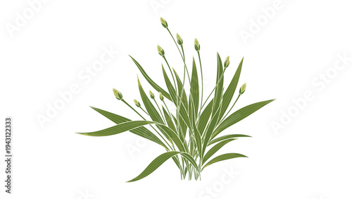 Cluster of green plants with long slender leaves and small rounded flower buds at the tips of the stems, isolated on a white background.