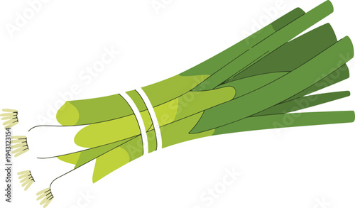 Fresh bunch of green onions scallions vector illustration with white roots isolated on white background for culinary cooking and healthy organic food design.