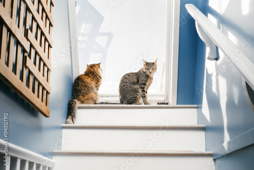 Картината върху платно Indoor cats sitting in the sun looking out of window or roof hatch