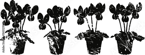Cyclamen plants in pots with leaves and flowers silhouette isolated on white background