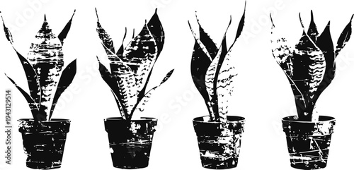 Grunge potted snake plants with textured distressed effect, nature indoor foliage in black silhouette