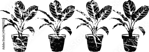 four potted plants with broad leaves in a row, decorative houseplant collection in black silhouette