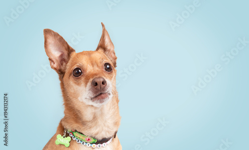 Small dog on blue background. Cute Chihuahua with collar and name tag looking at camera with a smirk. Attitude or sassy emotion. Headshot of senior dog. Female short hair Chihuahua. Selective focus.