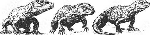 Three vintage black and white iguana illustrations, reptile sketch isolated on white background