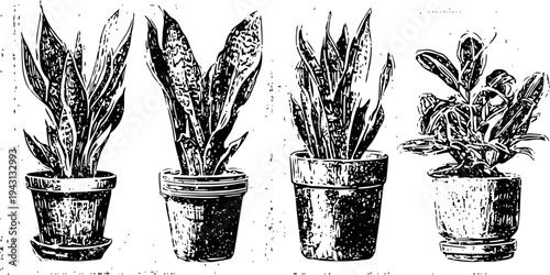 Vintage illustration of potted snake plants with thick pointed leaves in rustic containers