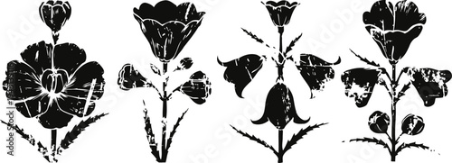 Vintage botanical illustrations of four distinct flower species with detailed petals and stems