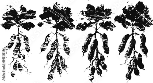 hand drawn peanut plants with roots and pods in black silhouette botanical illustration